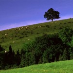 Sheep on Wether Down