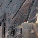 Carving at the end of the Truss Beam