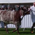 Frank Moffatt walking bull