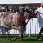 In the show ring