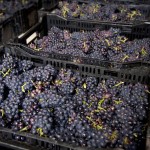 East Meon grapes