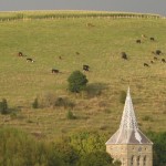 Suckler Herd on Park Hill